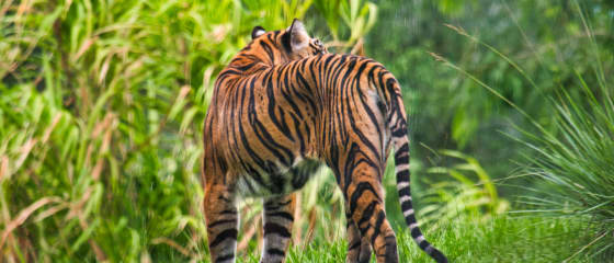 Red Tiger, Çok Sevilen 2021 Küresel Oyun Ödülünü Kazandı